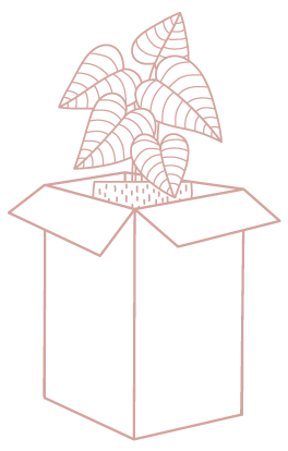 Plant In Box Illustration