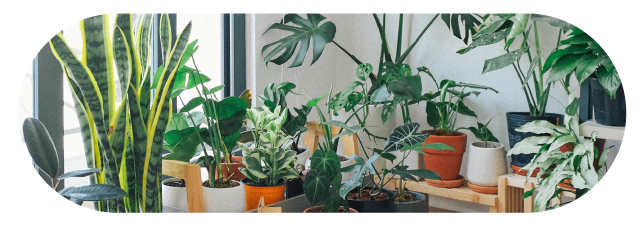 Collection Of House Plants